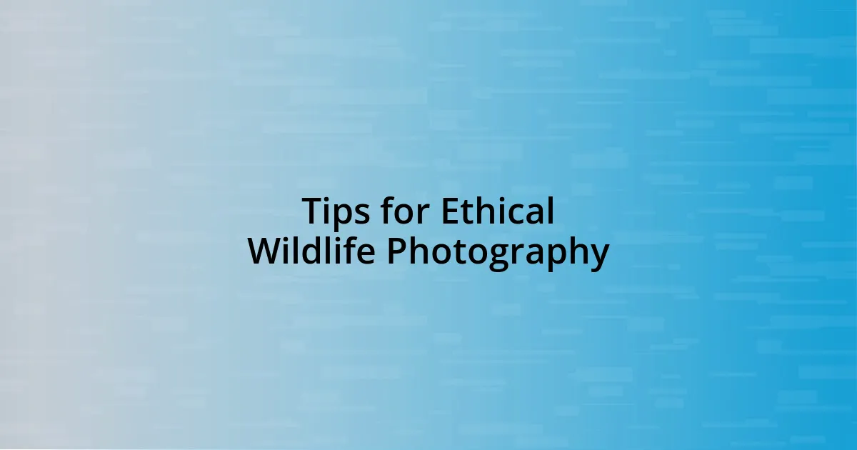 Tips for Ethical Wildlife Photography